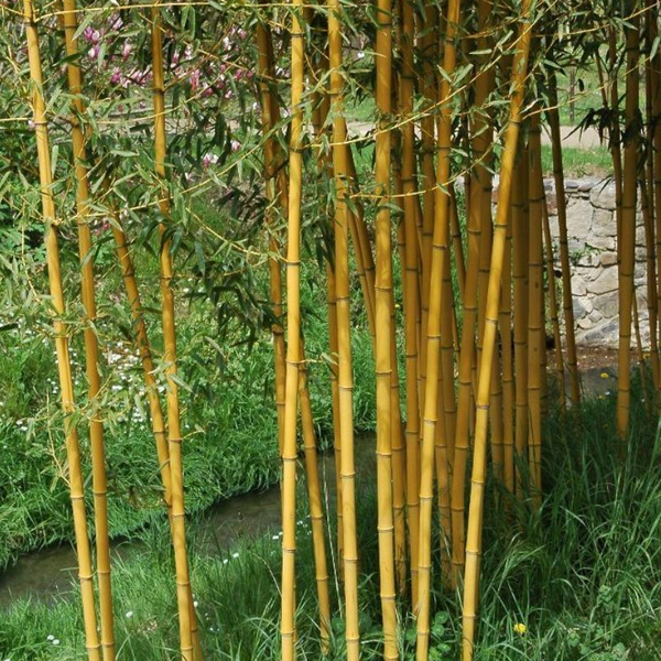 PHYLLOSTACHYS AUREA CLT Bamboo Hedging Windy Ridge